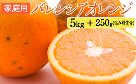 家庭用 バレンシアオレンジ5kg+250g（傷み補償分） | オレンジ 果物