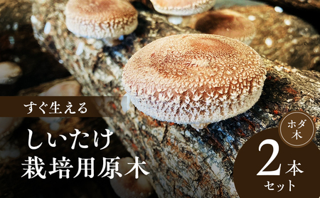 すぐ生える しいたけ 栽培用 原木 ホダ木 2本 セット 椎茸栽培 しいたけ栽培キット しいたけ栽培セット 栽培 栽培キット 栽培セット 淡路島 洲本市　お届け：11月上旬～2月末まで