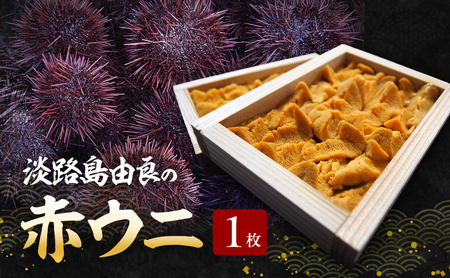 淡路島由良の赤 ウニ 【1枚】8月～9月配送 生食用 無添加 木箱入り ミョウバン不使用 うに 雲丹 冷蔵配送 兵庫県 洲本市 淡路島