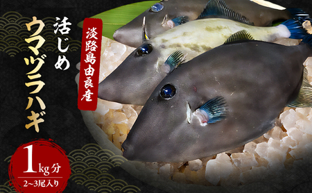 活じめ ウマヅラハギ 2～3尾 1kg セット 詰め合わせ 淡路島由良産 下処理済み 魚 鮮魚 魚介 魚介類 海鮮 海鮮セット 冷蔵 洲本市　お届け：2026年12月初旬～2027年4月下旬
