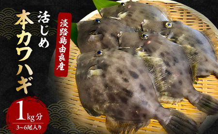 天然 活じめ 本カワハギ 3～6尾 1kg セット 詰め合わせ 淡路島由良産 下処理済み カワハギ 魚 鮮魚 魚介 魚介類 海鮮 海鮮セット 冷蔵 洲本市　お届け：2026年9月初旬～2027年1月下旬