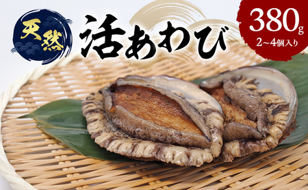 天然 活あわび 380g (2～4個) 活鮑 黒あわび 赤あわび あわび 鮑 貝 貝類 海鮮セット 刺身 お刺身 BBQ バーベキュー 海鮮 冷蔵 淡路島 洲本市