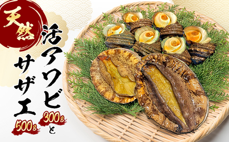 天然 活あわび 活サザエ セット 詰め合わせ アワビ 2～3個 サザエ 4～5個 活鮑 黒あわび 赤あわび あわび 鮑 石巻貝 貝 貝類 海鮮セット 刺身 お刺身 BBQ バーベキュー 海鮮 冷蔵 淡路島 洲本市