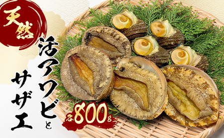 天然 活あわび 活サザエ セット 詰め合わせ アワビ 4～5個 サザエ 6～7個 活鮑 黒あわび 赤あわび あわび 鮑 石巻貝 貝 貝類 海鮮セット 刺身 お刺身 BBQ バーベキュー 海鮮 冷蔵 淡路島 洲本市