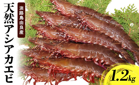 天然 アシアカエビ 氷〆 1.2kg えび エビ 海老 足赤エビ クマエビ 天然エビ 殻付き 魚介 魚介類 海鮮 海の幸 エビフライ 淡路島 洲本市　お届け：10月～5月