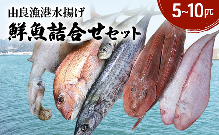 由良漁港 水揚げ 鮮魚 詰め合わせ セット 5～10匹 魚 貝 魚介 魚介類 魚介セット 海鮮 海鮮セット 海の幸 おかず 朝食 淡路島 洲本市
