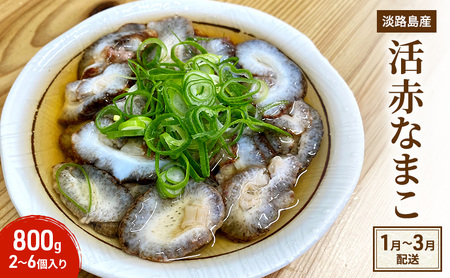 活 赤なまこ 2～6個 800g セット 詰め合わせ 淡路島産 最高級 ナマコ なまこ 生食用 生食 魚介 魚介類 海鮮 海鮮セット 冷蔵 淡路島 洲本市　お届け：1月初旬～3月末