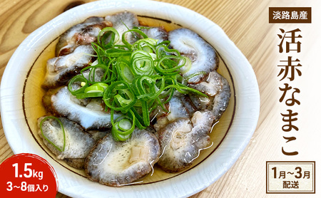 淡路島産 活 赤ナマコ 1.5kg 3～8個入 赤なまこ 赤 ナマコ なまこ 食用 珍味 魚介 海鮮 海の幸 刺身 お刺身 おつまみ つまみ 酒の肴 淡路島 洲本市　お届け：1月初旬～3月末