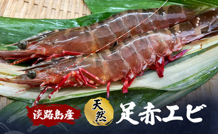 天然 足赤エビ えび エビ 海老 クマエビ 天然エビ 殻付き 魚介 魚介類 海鮮 海の幸 エビフライ 淡路島 洲本市　お届け：2026年11月上旬～2026年12月下旬まで