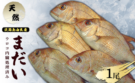 天然 真鯛 1尾 ウロコ内臓処理済み 鯛 タイ 活〆真鯛 刺身 焼魚 焼き魚 魚 生魚 新鮮 魚介 魚介類 冷蔵 淡路島 洲本市