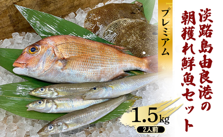 淡路島由良港の朝獲れ 鮮魚セット プレミアム 2人前 魚 鮮魚 魚介 魚介類 海鮮 新鮮 セット 詰め合わせ 淡路島 洲本市