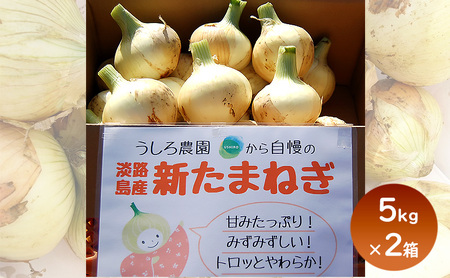 淡路島産 新玉ねぎ 5kg × 2箱 うしろ農園 極早生 玉ねぎ 玉葱 タマネギ 甘い 野菜 兵庫県 洲本市 淡路島
