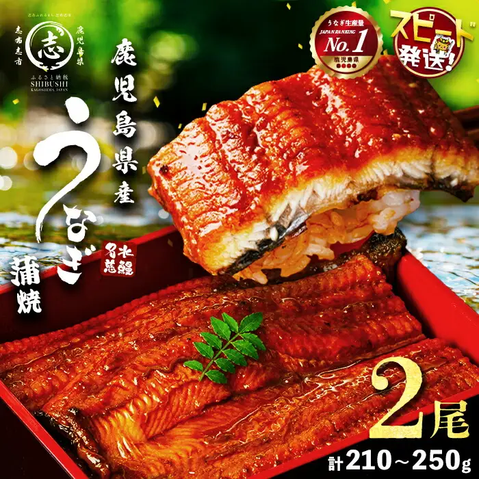 【10営業日以内に発送】鹿児島県産うなぎ蒲焼 名水慈鰻 2尾＜計210～250g＞ うなぎ 鰻 ウナギ 2尾 国産 蒲焼 かばやき 冷凍 真空 真空パック 無頭 うな重 ひつまぶし タレ 山椒 a1-151