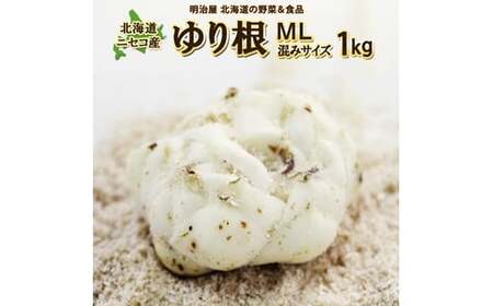 【先行予約】北海道ニセコ町 ゆり根M-L混みサイズ1kg【2026年産】【3200301】