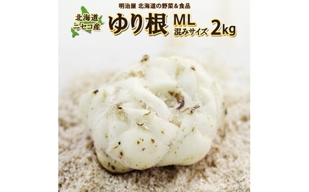 【先行予約】北海道ニセコ町 ゆり根M-L混みサイズ2kg【2026年産】【3200401】