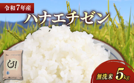 令和7年産 無洗米 ハナエチゼン5kg 滋賀県 彦根  無洗米