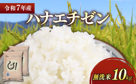 令和7年産 無洗米 ハナエチゼン10kg 滋賀県 彦根  無洗米