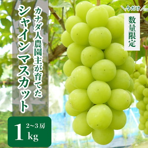 シャインマスカット 約1kg(2～3房)【先行予約・数量限定】カナダ人農園主 ぶどう ブドウ マスカット フルーツ 果物 くだもの 皮ごと 甘み デザート 産地直送 世羅 ラピアビンヤード【2026年9月下旬以降順次発送】 A021-04