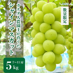 世羅産シャインマスカット 約5kg(7～11房)【先行予約・数量限定】カナダ人農園主 ぶどう ブドウ マスカット フルーツ 果物 くだもの 産地直送 世羅 ラピアビンヤード【2026年9月下旬以降順次発送】 A021-20