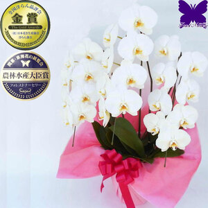 花 胡蝶蘭 白 3本仕立て 花