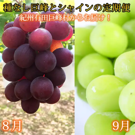 定期便 8・9月発送 紀州有田産旬のぶどうセット（種なし巨峰・シャインマスカット）