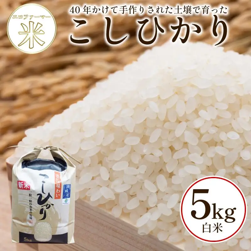 こしひかり 5kg 白米 令和7年産 潮風米 こしひかり 徳島 小松島
