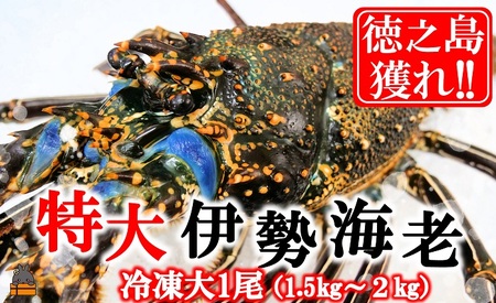 新鮮なまますぐ冷凍!!徳之島産冷凍“特大”伊勢海老1尾（1.5kg以上） （ 伊勢えび イセエビ 伊勢えび 伊勢エビ えび エビ 海老 鍋 ご馳走 海の幸 料理 焼き 人気 海産物 家族 正月 お祝い ）