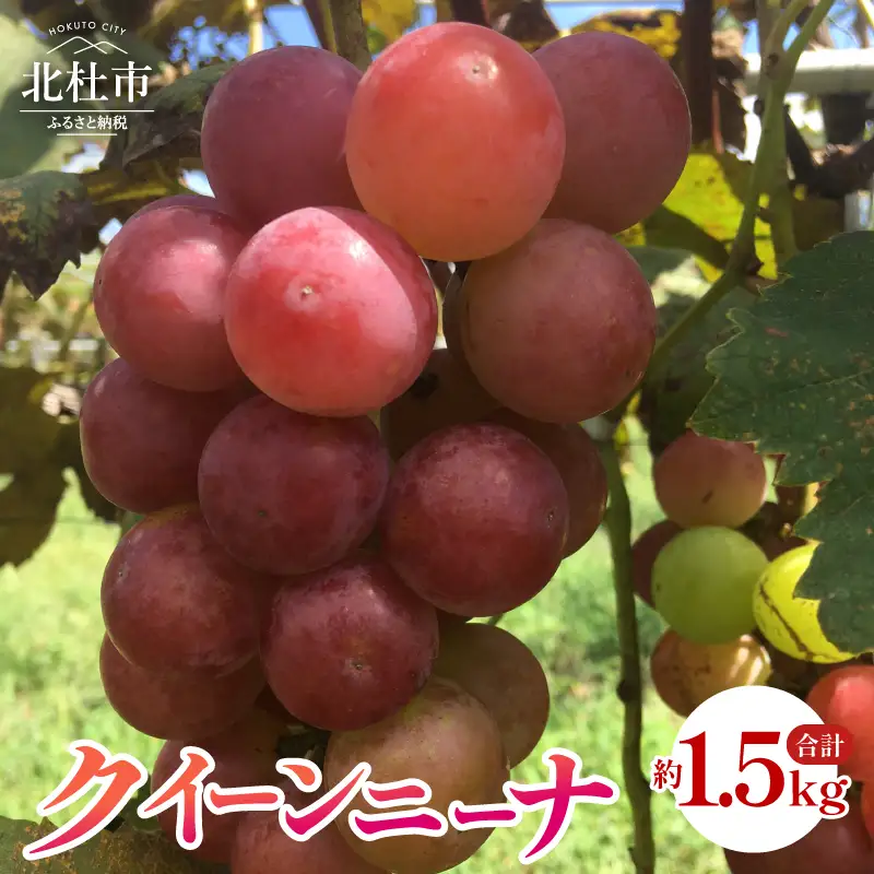 【2026年発送 先行予約】クイーンニーナ 約1.5kg [h254]