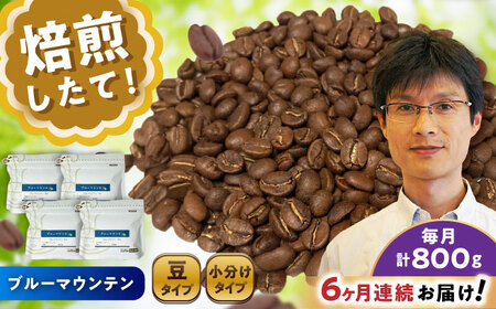 【全6回定期便】ブルーマウンテンNo.1　コーヒー豆　200g×4個 (豆)  / コーヒー  ドリップ  豆 / Coffee SAKURA[BBAB084]