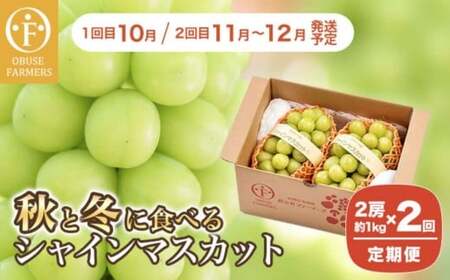 【2回定期便】秋と冬に食べるシャインマスカット 2房（約1kg）× 2回［おぶせファーマーズ］ 果物 フルーツ ぶどう 葡萄 数量限定 長野 信州 令和8年産 【2026年10月～12月発送予定】