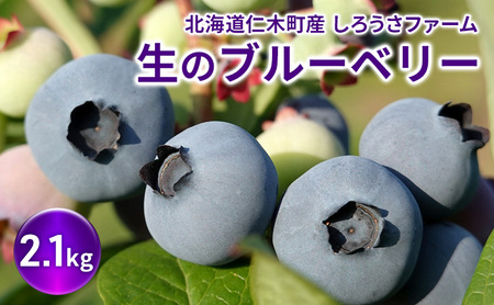 [先行受付] 北海道 仁木町産 有機栽培ブルーベリー2.1kg サイズ混合 果物 くだもの フルーツ ブルーベリー[しろうさファーム]