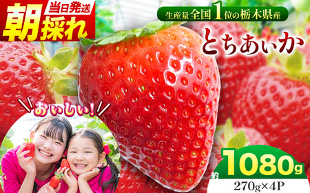 【先行予約】那珂川町産とちあいか 270ｇ×4Ｐ | 2026年 2027年 先行予約 苺 イチゴ 大粒 甘い 贈答用 数量限定 果物 フルーツデザート 人気 贅沢 たっぷり 大容量 朝採れ当日発送 栃木県 那珂川町 送料無料