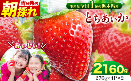 【先行予約】那珂川町産とちあいか 270ｇ×4Ｐ×2 | 2026年 2027年 先行予約 苺 イチゴ 大粒 甘い 贈答用 数量限定 果物 フルーツデザート 人気 贅沢 たっぷり 大容量 朝採れ当日発送 栃木県 那珂川町 送料無料