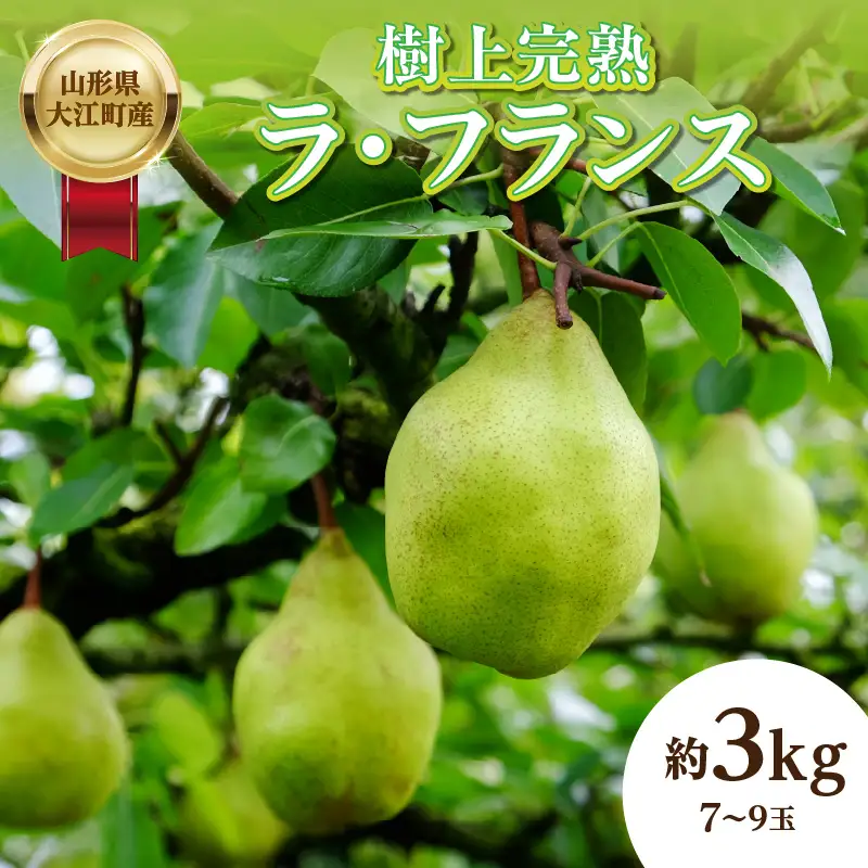 《先行受付》山形県大江町産「樹上完熟 ラフランス」約3kg 特秀 3L～4L 7玉～9玉【2026年11月中旬頃～順次発送予定】 004-014