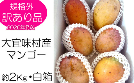 マンゴー【2026年発送】訳あり品！！大宜味村産マンゴー【約2kg・白箱】