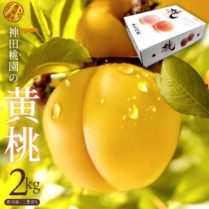 【ふるさと納税】 桃 産地直送 「神田桃園の黄桃」 約2kg（6～8玉） [ フルーツ 名産品 桃 もも モモ 黄桃 果物 くだもの お取り寄せグルメ 三豊市 20000 20, 返礼品 神田桃園 ] ※配送不可地域：北海道・沖縄県・離島