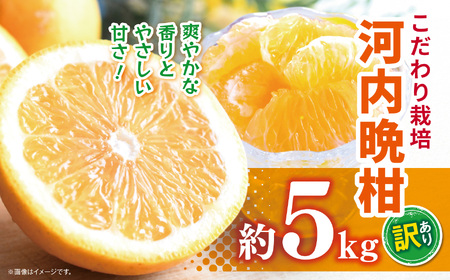 訳あり 河内晩柑 約 5kg