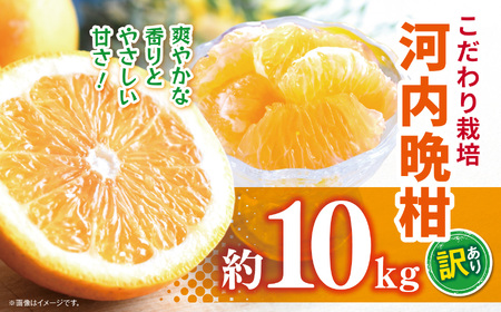 訳あり 河内晩柑 約 10kg
