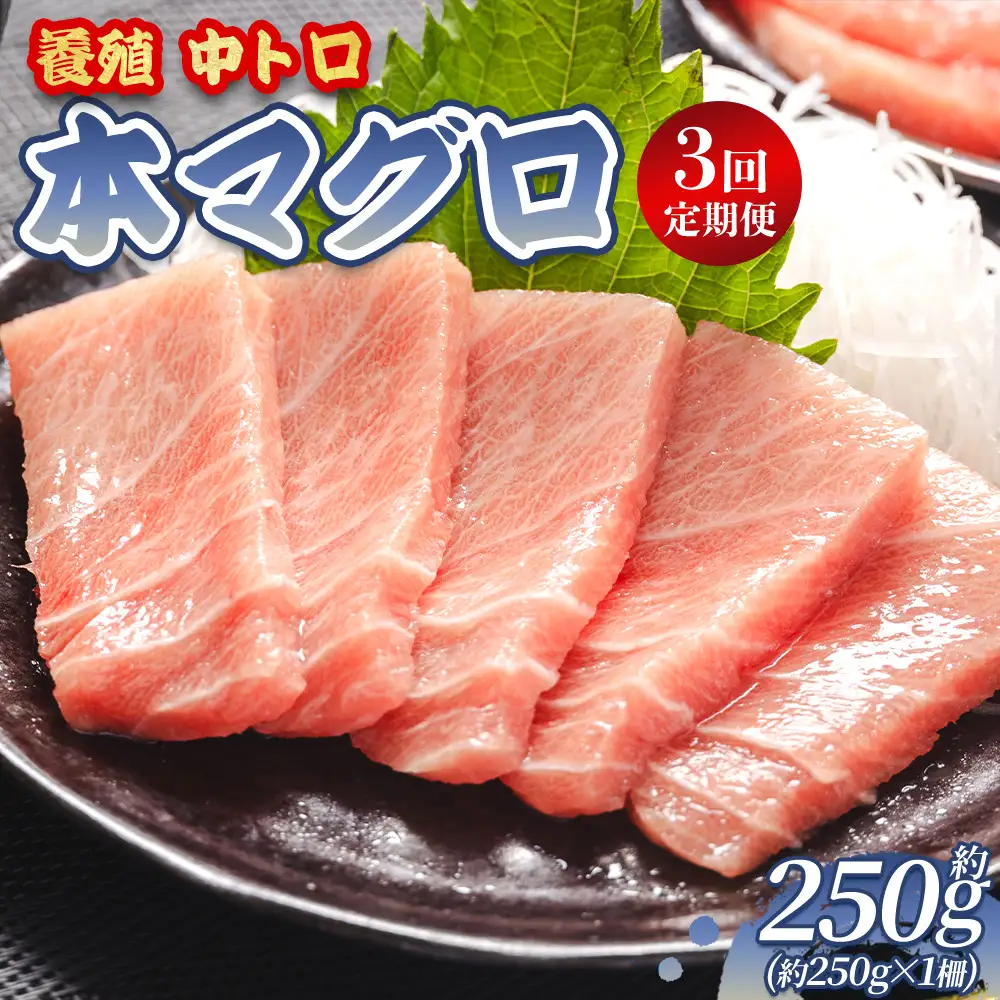 【定期便/計3回】本マグロ 中トロ 250g【まぐろ】 Woo-0028