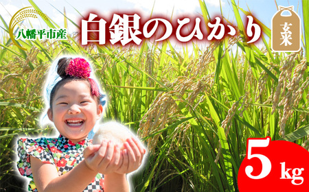 【令和7年産】 白銀のひかり  （岩手141号）  玄米 5kg ／ かきのうえ こめ 米 コメ お米 おこめ げんまい ごはん おにぎり お弁当 仕送り お取り寄せ 産地直送 農家直送 単一原料米 国産 国産米 東北 岩手県産 八幡平市産 おすすめ