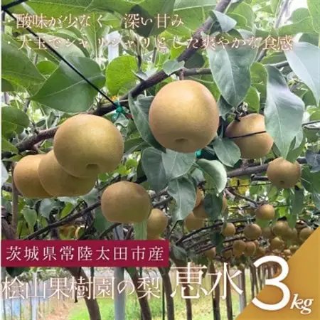 【先行受付】2026年9月順次発送 桧山果樹園 茨城県 ブランド梨 恵水3kg【配送不可地域：離島・沖縄県】【1668041】