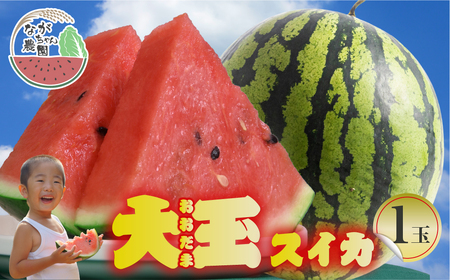 大玉スイカ 1玉 ながちゃん農園 すいか