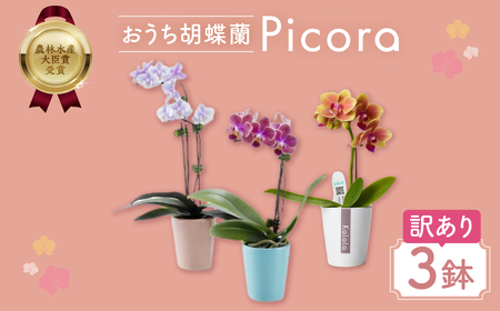 胡蝶蘭『ピコラ』 ミディ 3鉢 セット 花 鉢花 訳あり