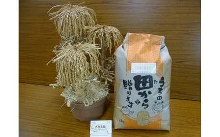 1868 精米発送（玄米10ｋｇを精米してから発送するため1割ほど目減りします）令和7年産ミルキークイーン　コシヒカリ 低アミロース 数量限定 ご飯 お米 コメ 10キロ 伊勢市 伊勢市産 伊勢志摩 三重県 光沢が良い つや もちもち 冷めても硬くなりにくい おにぎり お弁当 大西農園　