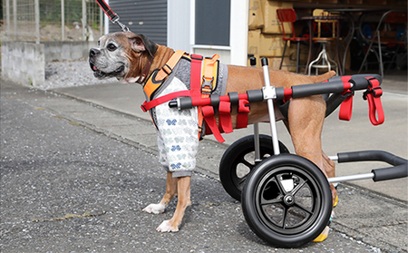 大型犬用二輪車椅子（背丈50～75cm　体重40キロ以下） 【!寄附前に事業者へ相談必要!】 雑貨 日用品 
