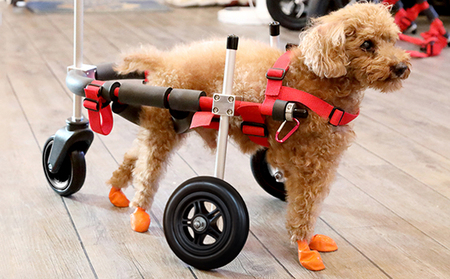 小型犬用三輪車椅子（背丈23～35cm　体重8キロ以下） 【!寄附前に事業者へ相談必要!】 雑貨 日用品 