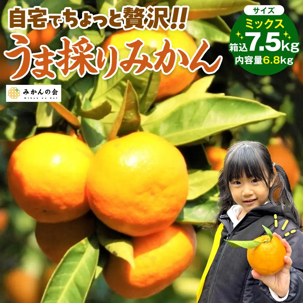 みかん うま採り 箱込約 7.5kg（内容量6.8kg） 光センサー選別 みかんの会厳選 サイズミックス 和歌山県産 産地直送 【みかんの会】［2026年11月中旬より順次出荷予定］