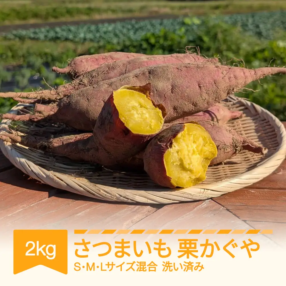 先行予約 栗かぐや 洗い済み 約2kg 令和8年 no-spkka2