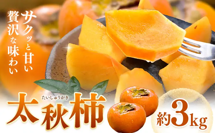 【先行予約】柿 太秋柿 たいしゅうがき 約3kg 日本フルーツ株式会社《2026年9月上旬-10月下旬頃出荷》熊本県 菊池市 秋の味覚 果物 くだもの フルーツ デザート