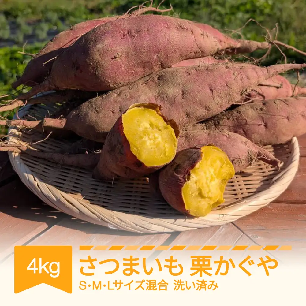 先行予約 栗かぐや 洗い済み 約4kg 令和8年 no-spkka4
